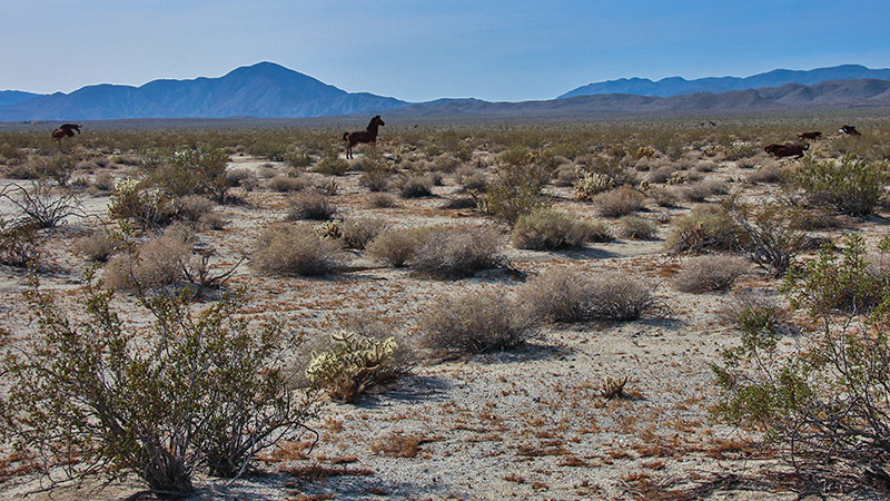 Galleta Meadows