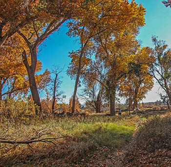 Mojave Narrows