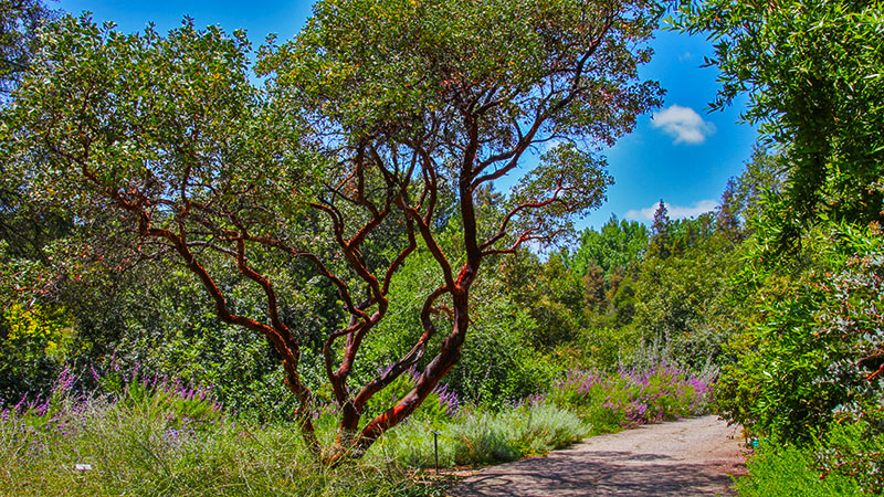 Rancho Santa Ana Botanical Garden