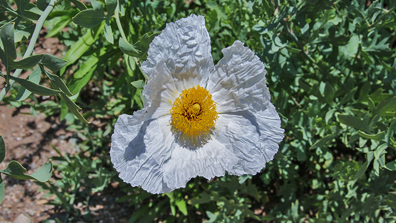 Rancho Santa Ana Botanical Garden