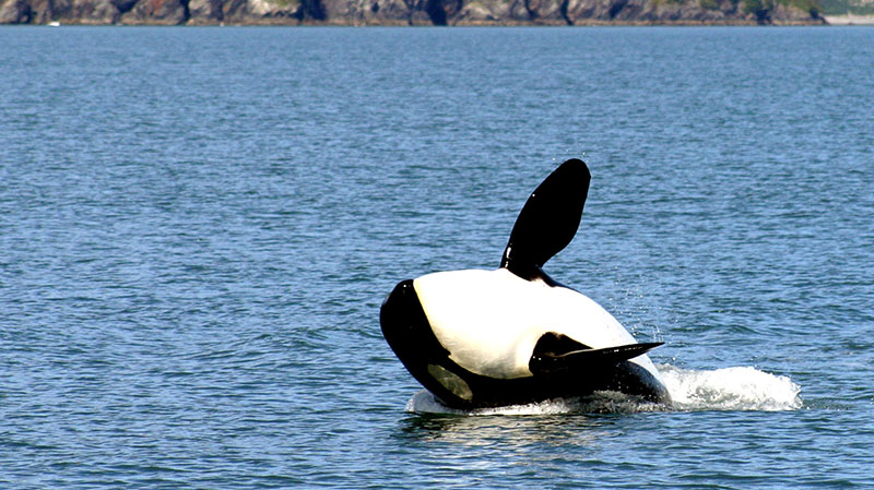 Day Trip to Kenai Fjords National Park