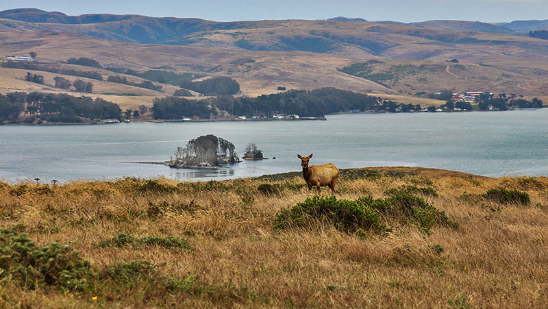 Point Reyes Area