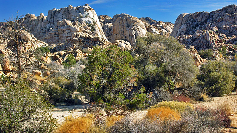 Willow Hole in Joshua Tree National Park