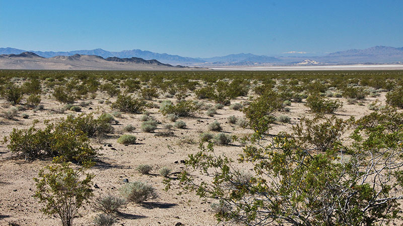 Mojave National Preserve