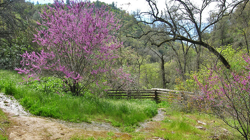 Natural Bridge near Angels Camp