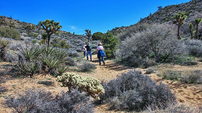 Black Rock Area in Joshua Tree