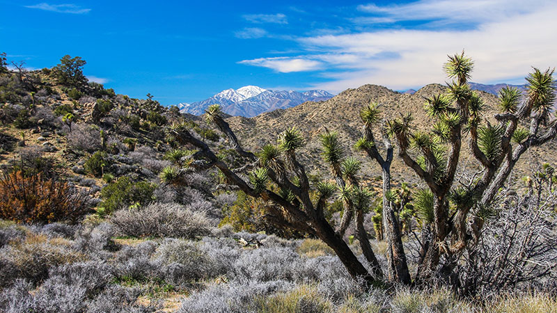 Black Rock Area in Joshua Tree