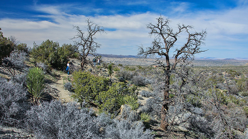 Black Rock Area in Joshua Tree