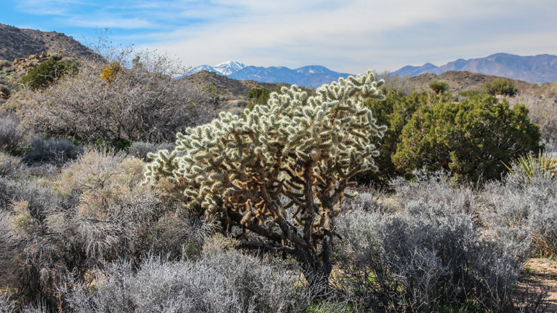 Black Rock Area in Joshua Tree