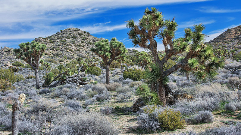 Black Rock Area in Joshua Tree