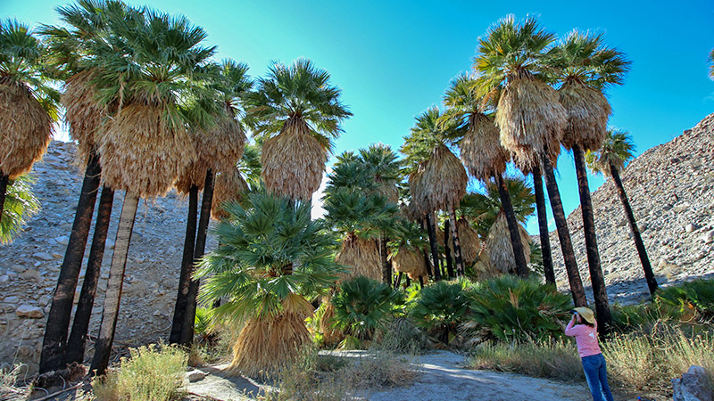 Mountain Palm Springs at Anza-Borrego