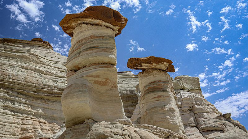 Toadstools at White Rocks