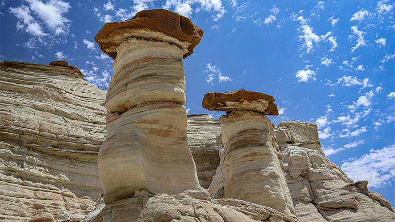 Toadstools at White Rocks