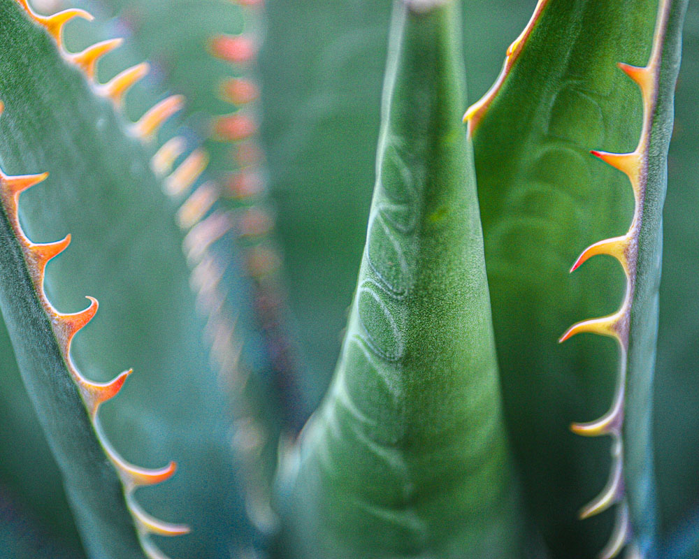 Heart of an Agave-ib-IMG_0350 8x10-001