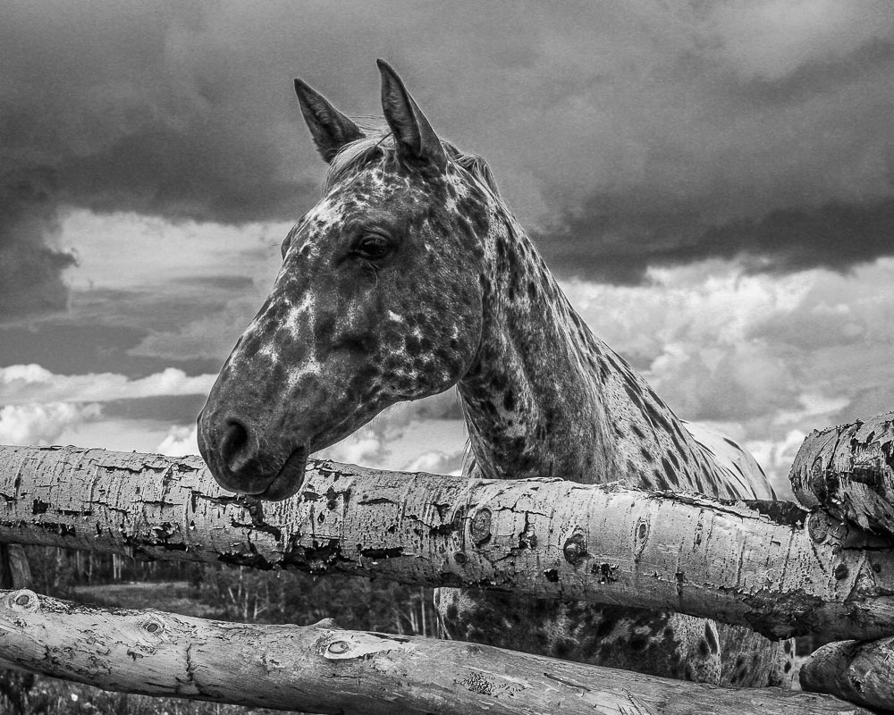 Horse 2 8x10-ib-IMG_3869-Edit-001