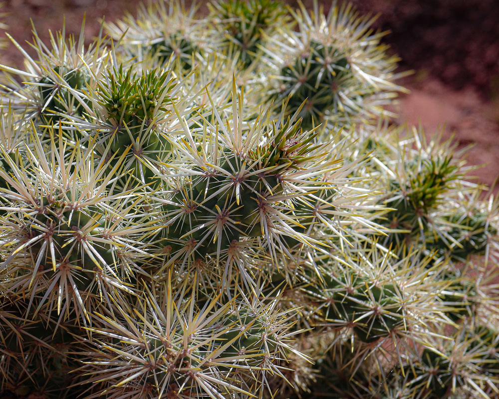 Cholla 1 8x10-ib-IMG_1966-001