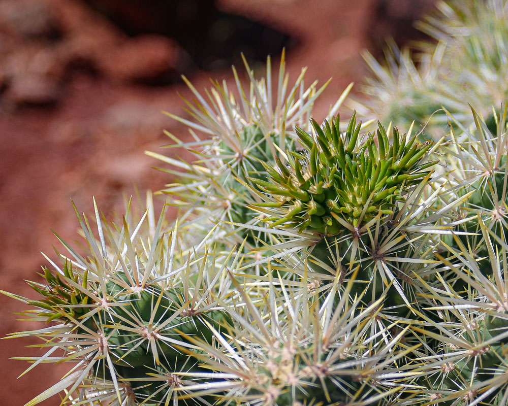 Cholla 2 8x10-ib-IMG_1969-001