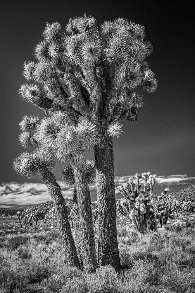 Joshua Tree B&W Snap Shots West