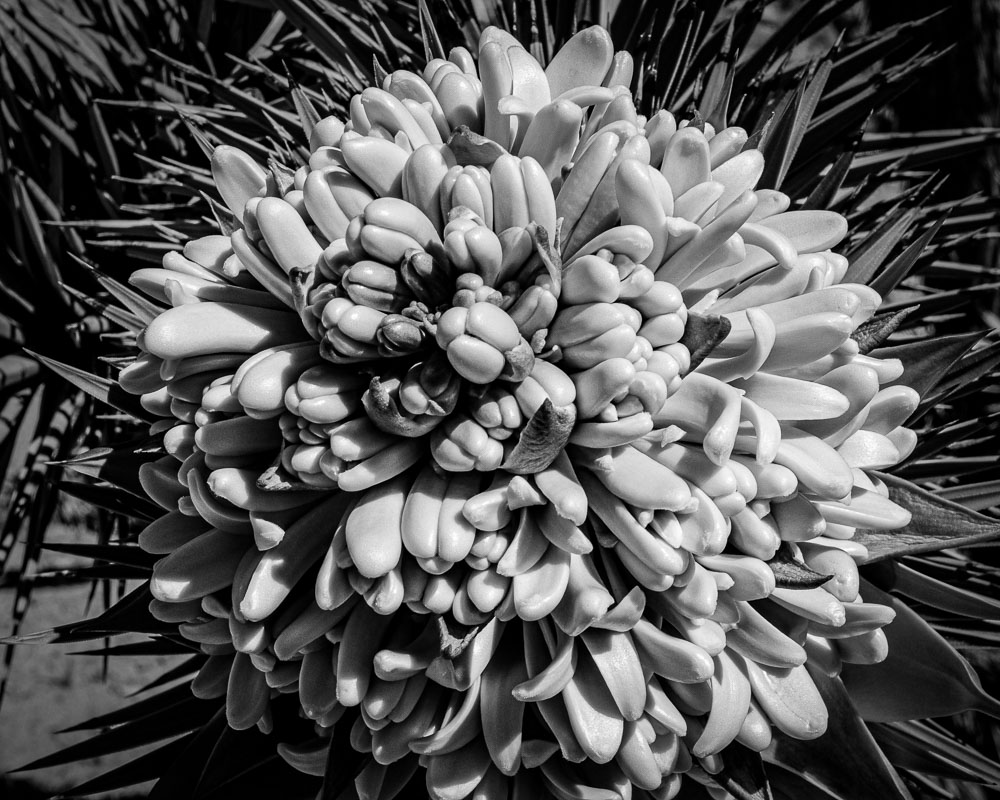 Joshua Tree Bloom B&W 1 2x3-ib-IMG_0409-2-001