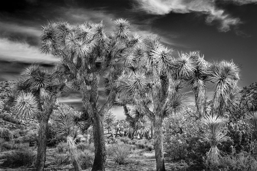 Joshua Trees B&W 2x3-ib-IMG_1135-Edit-001