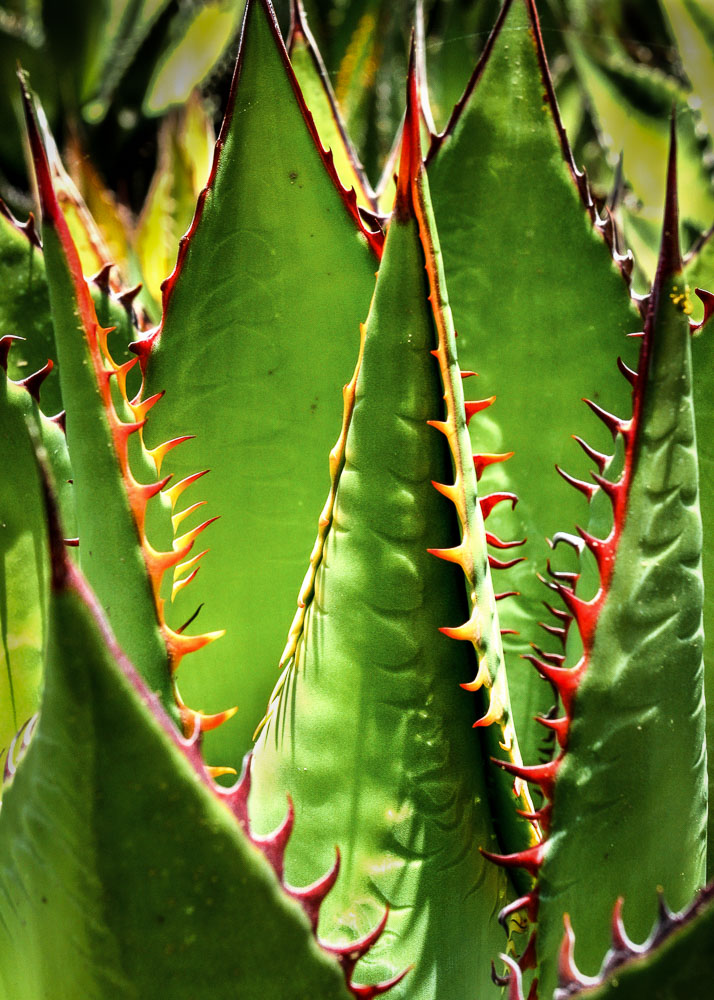 Agave 1 a 11 x 14-ib-IMG_6573 5x7-001