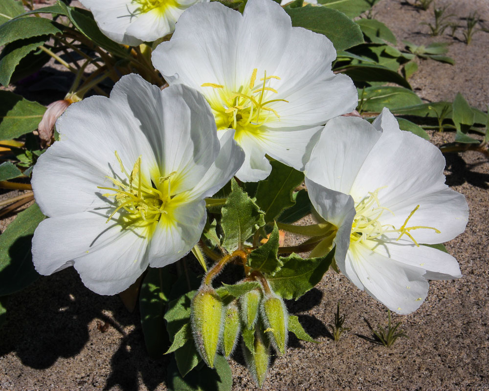 Dune Primrose Triple 8x10-ib-IMG_7481-2-001