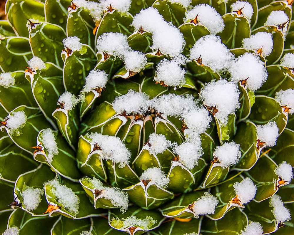 Queen Victorias Agave 1 8x10-ib-SnowFeb2013 054-3-001