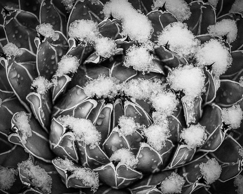 Queen Victorias Agave B&W 8x10-ib-SnowFeb2013 054-2 8x10-001