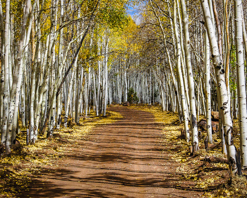 Aspen Road 16x20-ib-IMG_6882-3-001