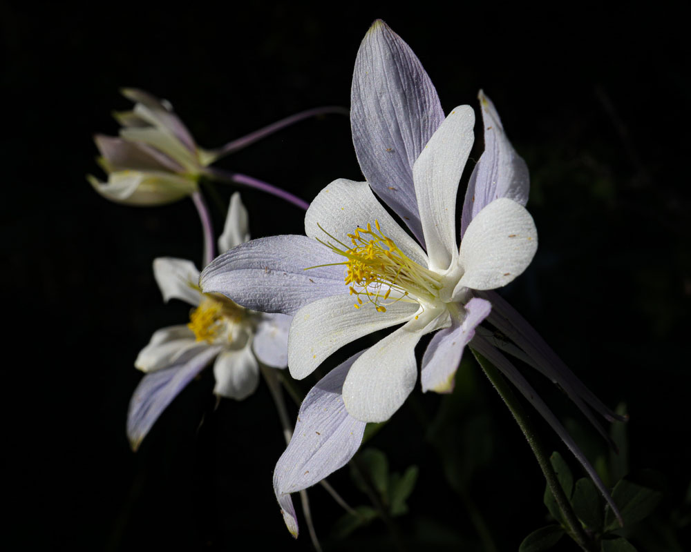 Columbine 2 16x20-ib-IMG_2815-2-001