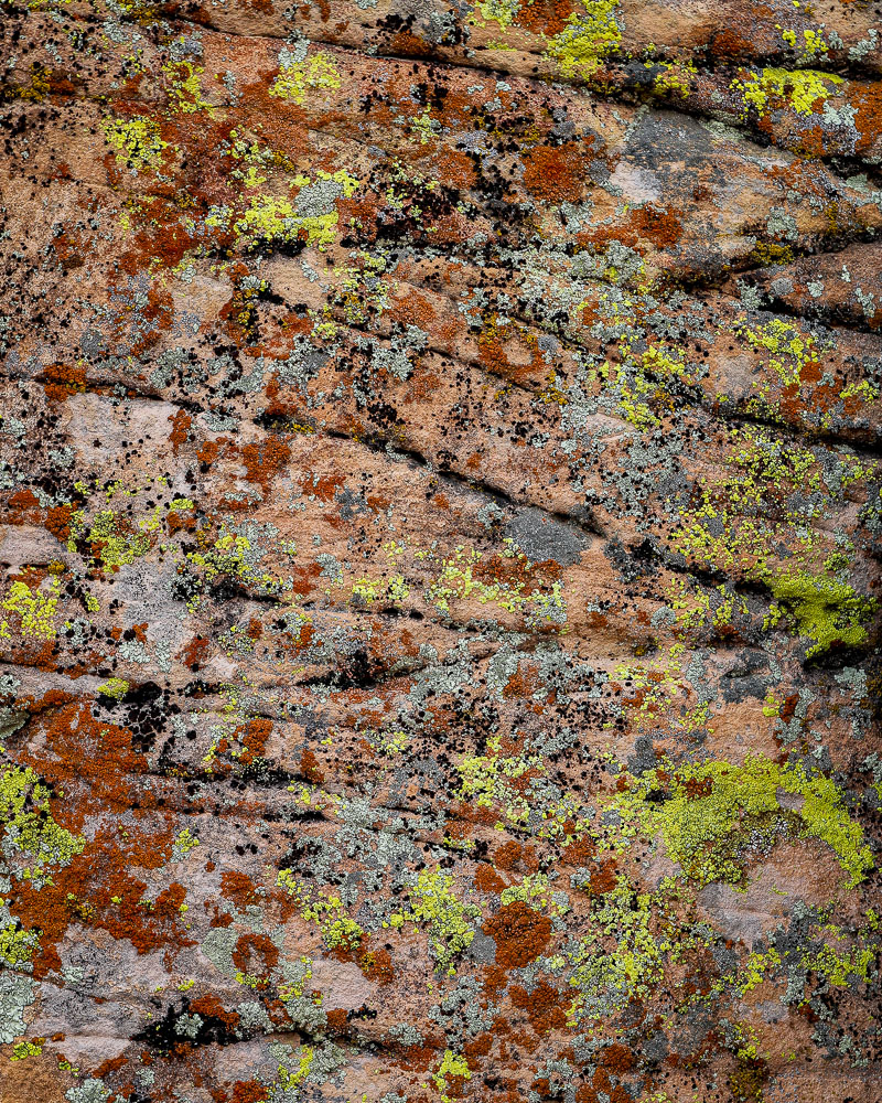 Lichen 1 16 x 20-ib-IMG_2110-001