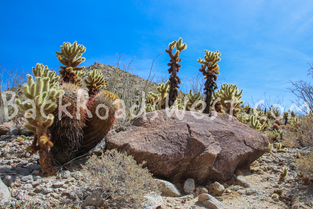 StockAnzaCactus01