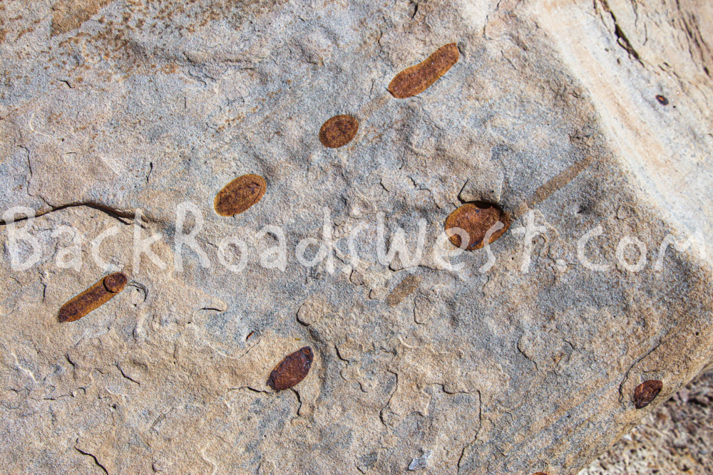 Tracks in Sandstone