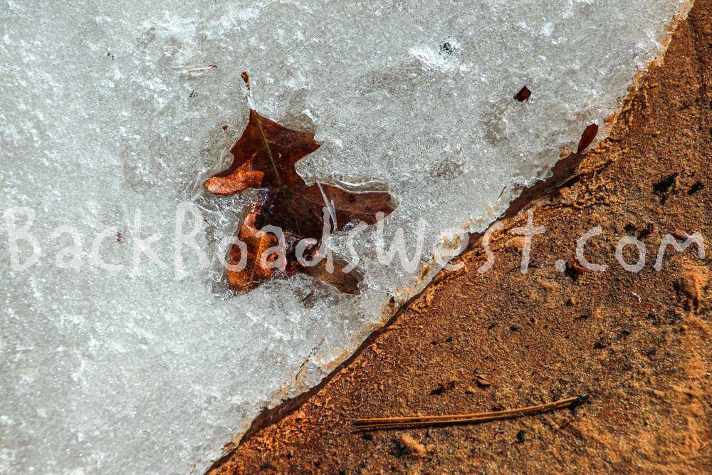 Leaf on ice