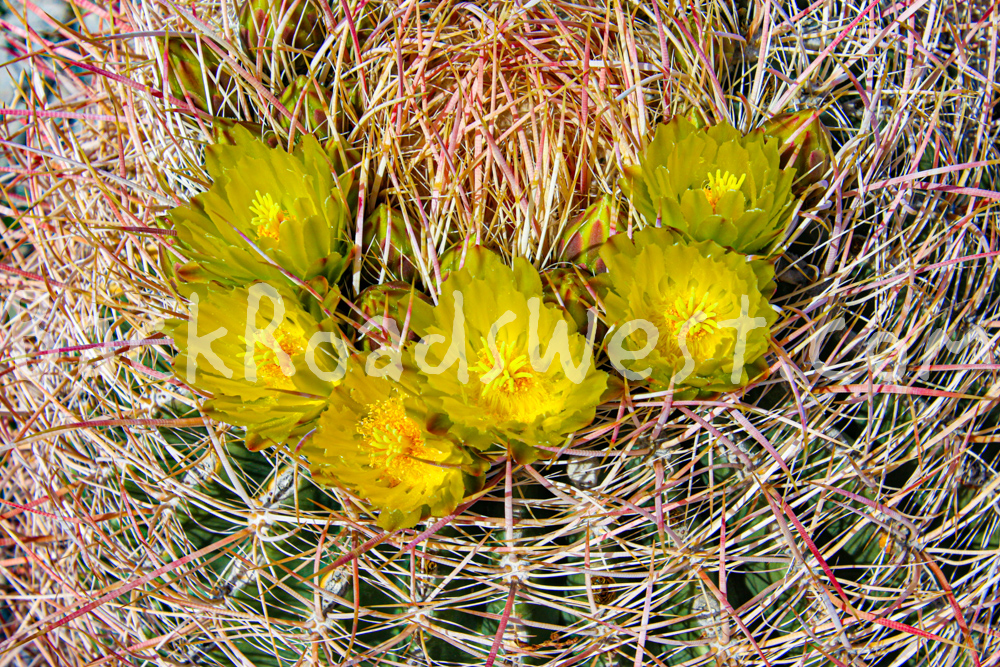 StockCactus-33