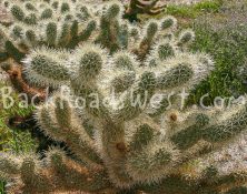 StockCactus stock-ib-115_1536-008-07