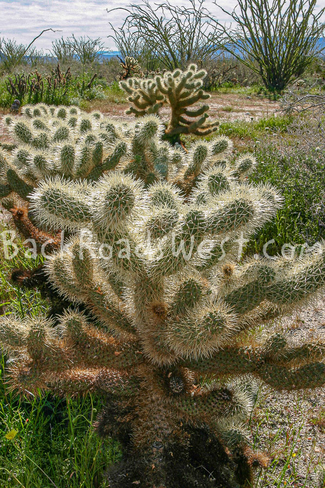 StockCactus stock-ib-115_1536-008-07