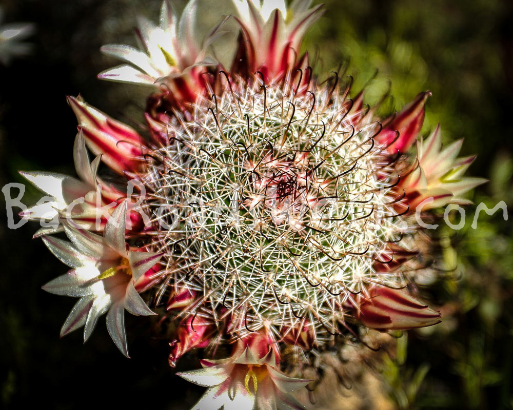 StockCactus stock-ib-115_1556-2-009-08