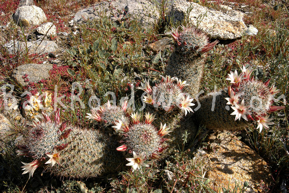 StockCactus stock-ib-115_1557-010-09