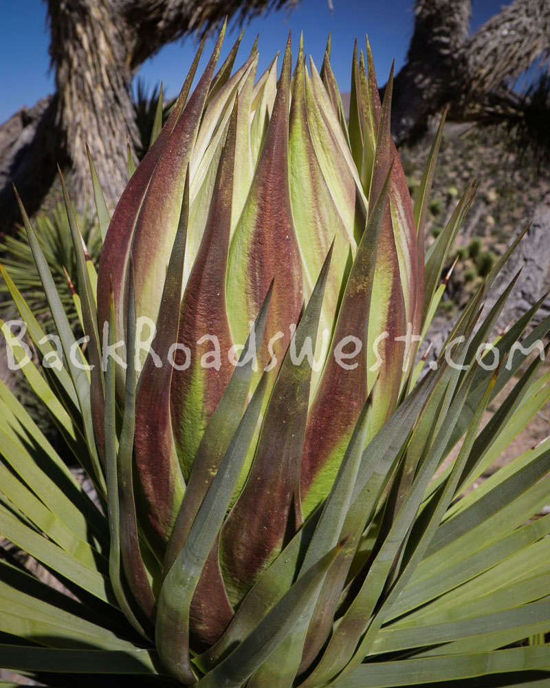 StockCactus stock-ib-IMG_0471-2-013-10