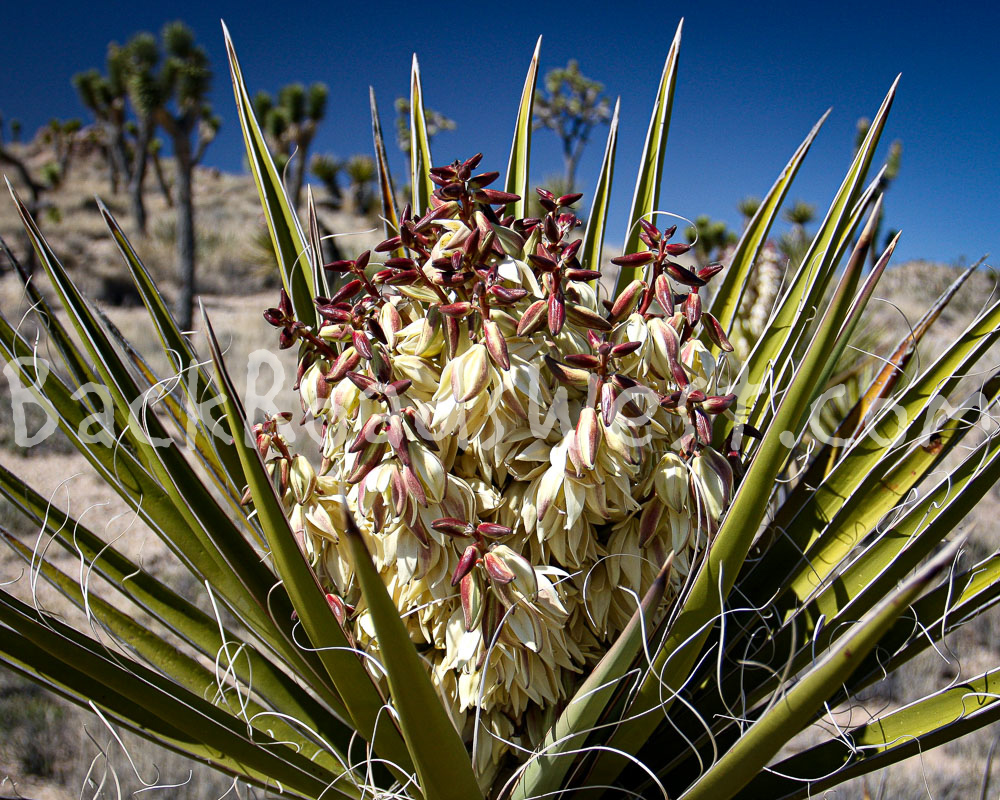 StockCactus stock-ib-IMG_6499-012-12