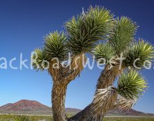 StockCactus stock-ib-IMG_7935-001-18