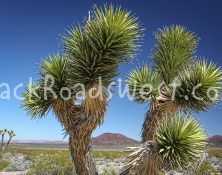 StockCactus stock-ib-IMG_7939-002-19