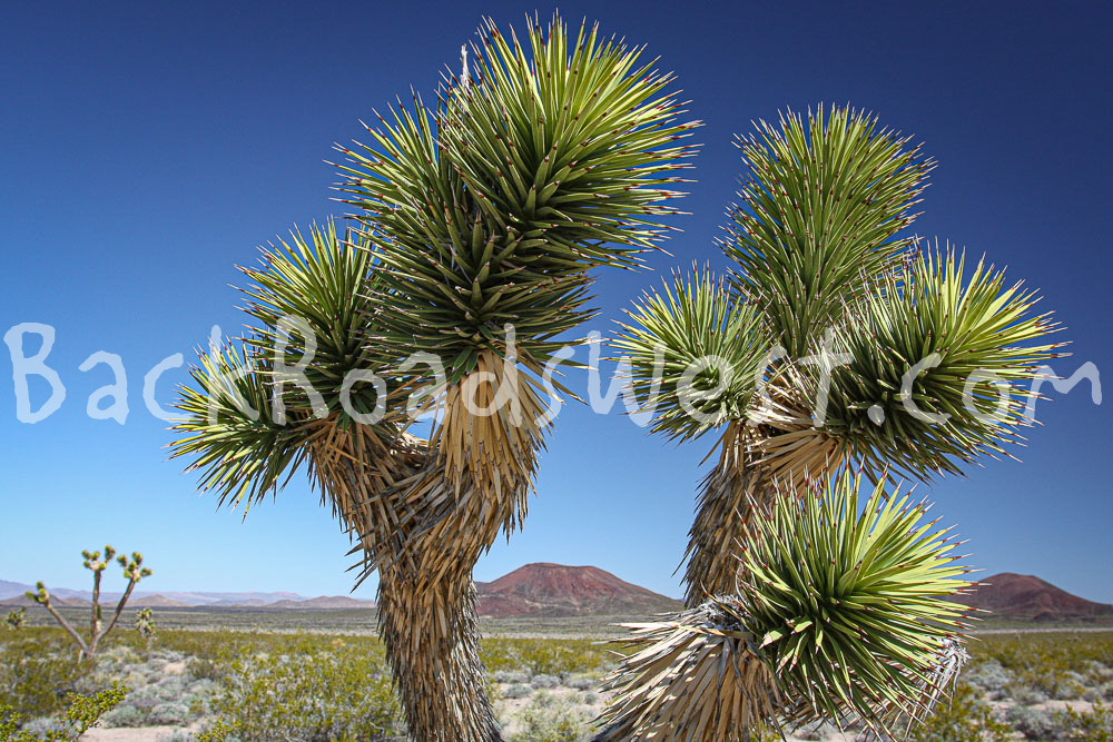 StockCactus stock-ib-IMG_7939-002-19