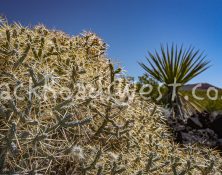 StockCactus stock-ib-IMG_7978-005-22