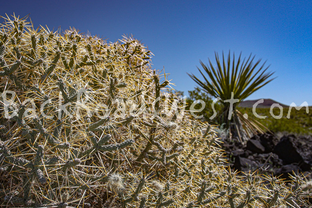 StockCactus stock-ib-IMG_7978-005-22