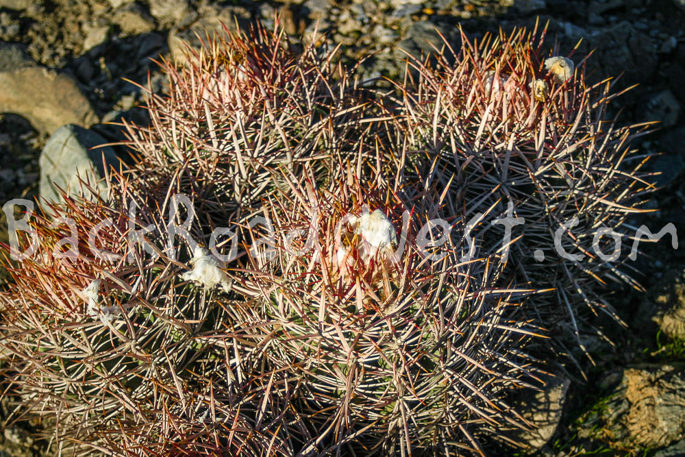 StockCactus stock-ib-img0006-2-001-15