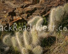 StockCactus stock-ib-img0016-003-16