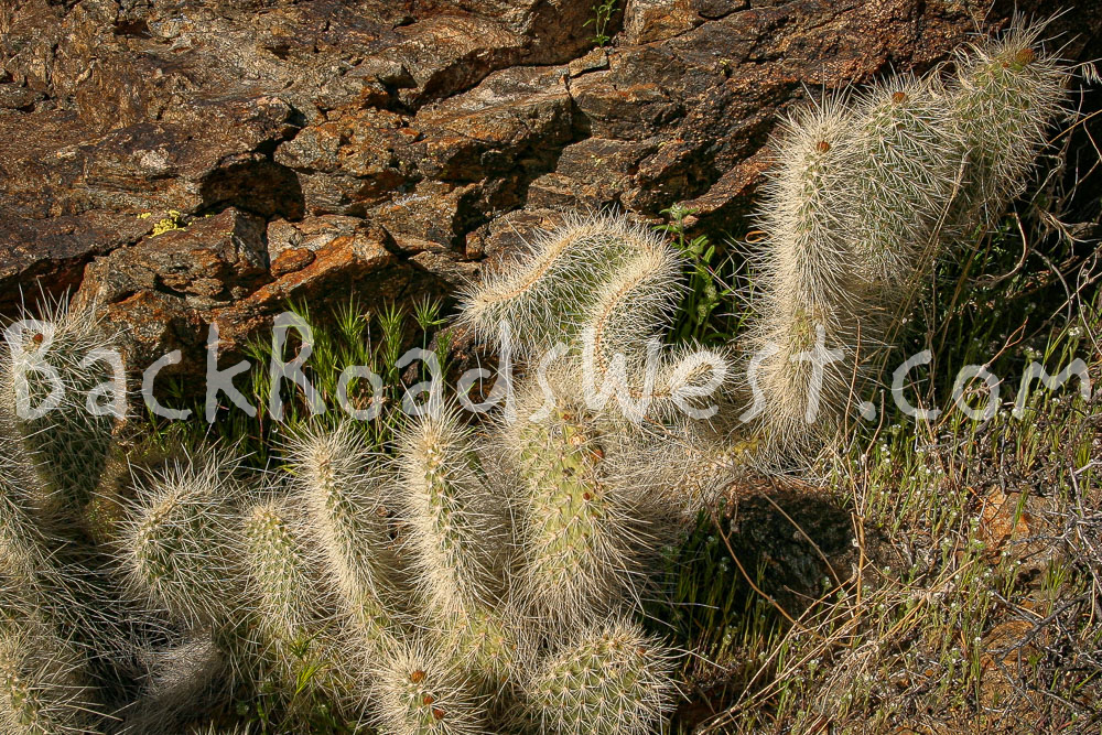 StockCactus stock-ib-img0016-003-16