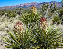 StockMojaveIMG_1661